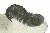 Bargain, Austerops Trilobite - Ofaten, Morocco #287589-2